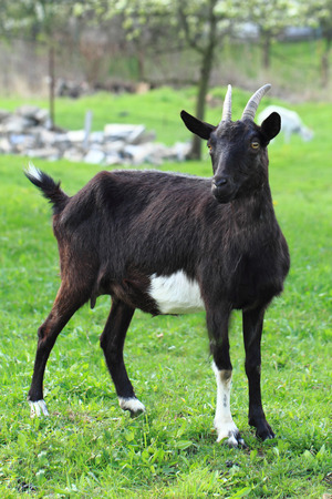 black goat in the grass from small home farmの写真素材