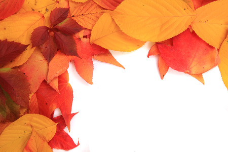 autumn leaves texture as nice natural background