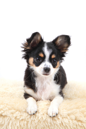 chihuahua is resting on the white backgroundの写真素材