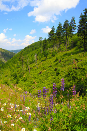 spring jeseniky mountains nature (Czech republic, Europe)の写真素材