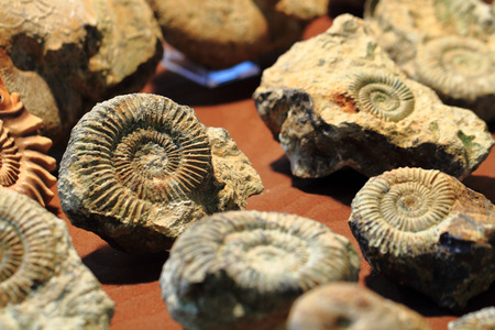 ammonite fossil texture as nice geology backgroundの写真素材