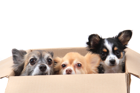 three chihuahua in the paper box isolated on the white backgroundの写真素材
