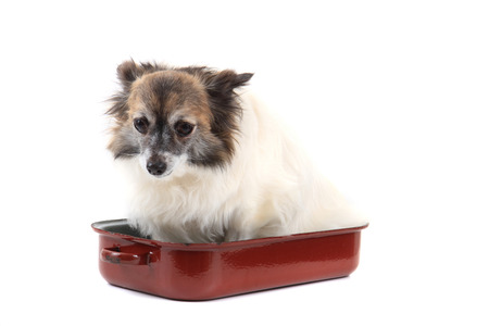 chihuahua in the pan isolated on the white backgroundの写真素材