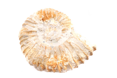 ammonite fossil isolated on the white backgroundの写真素材