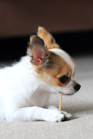 small chihuahua puppy is resting at homeの写真素材