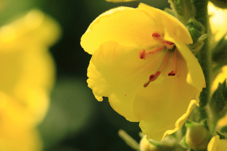 yellow mullein flower as nice detail of plantの写真素材