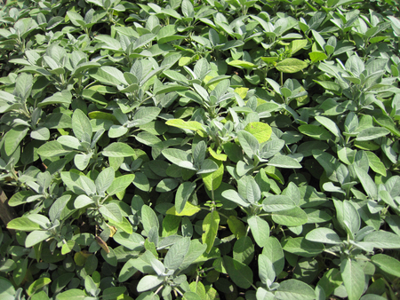 salvia sage plant as nice natural backgroundの写真素材