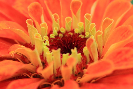 detail of zinnia flower as nice natural backgroundの写真素材