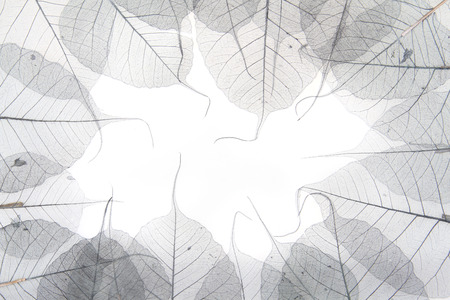 dried leaves as very nice natural backgroundの写真素材