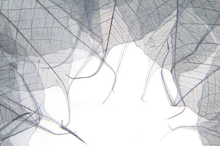 dried leaves as very nice natural backgroundの写真素材