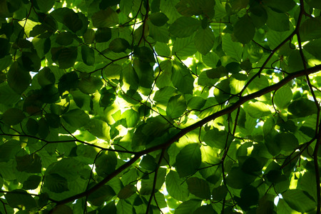 green beech tree leaves as very nice green backgroundの写真素材