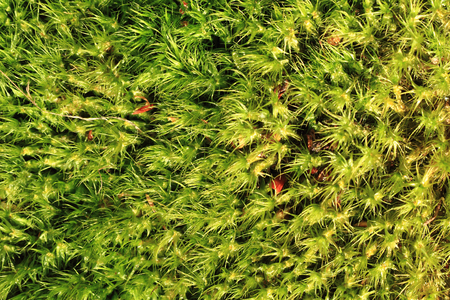 green moss texture as nice natural textureの写真素材