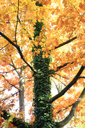 autumn leaves as nice natural color background
