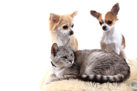 cat and chihuahuas are resting isolated on the white backgroundの写真素材