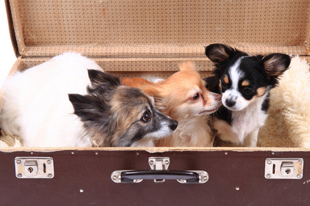 three chihuahua dogs in the suitcase as nice animal storyの写真素材