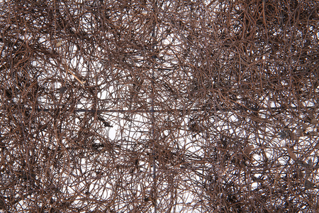 natural straw texture as very nice backgroundの写真素材