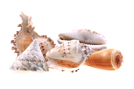 sea shells isolated on the white background