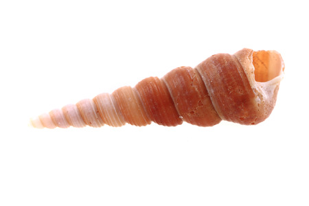 sea shell isolated on the white background