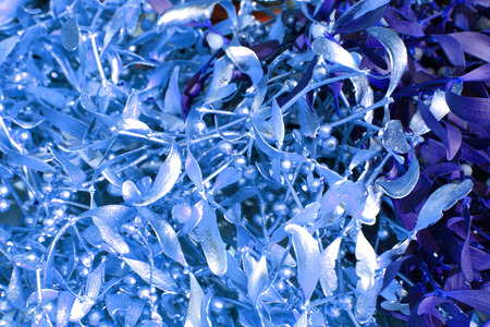 color mistletoe as very nice christmas backgroundの写真素材