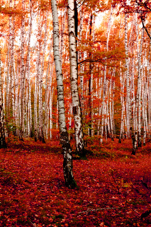 autumn forest as very nice natural backgroundの写真素材