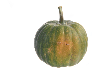 green pumpkin isolated on the white backgroundの写真素材