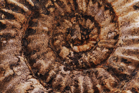 ammonites fossil as nice natural geology backgroundの写真素材