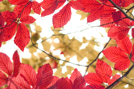 color autumn leaves on the white backgroundの写真素材