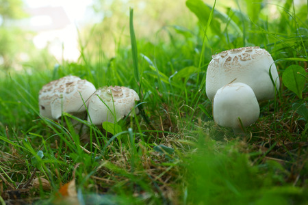 fresh white champignons in the green grassの写真素材