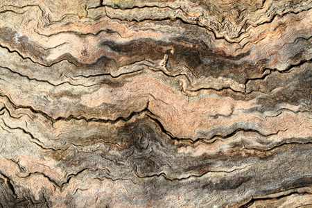 old natural wood texture as nice background