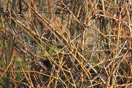 spring willow sticks as nice natural background