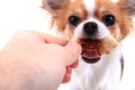 small chihuahua Sofia is eating dog snack の写真素材