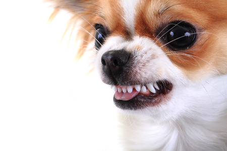 dangerous chihuahua face isolated on the white backgroundの写真素材