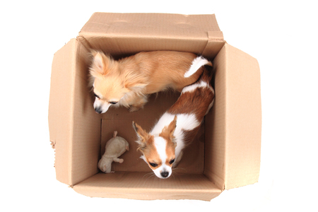 two chihuahua in the paper box isolated on the white backgroundの写真素材