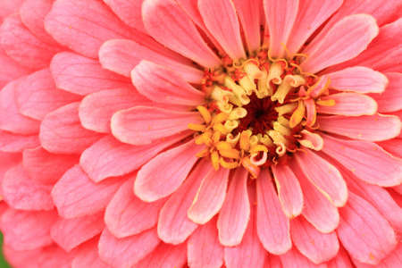 zinnia flower detail as nice natural backgroundの写真素材
