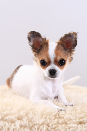chihuahua is resting on the white backgroundの写真素材