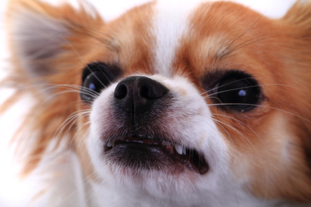 dangerous chihuahua face isolated on the white backgroundの写真素材
