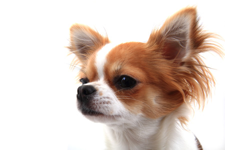 head of sweet chihuahua isolated on the white backgroundの写真素材