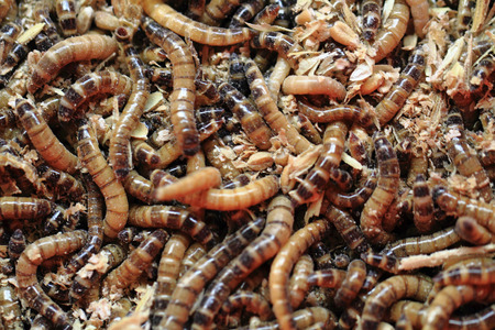 fresh mealworms food for animals as nice backgroundの写真素材