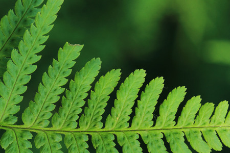 green fern detail as nice natural textureの写真素材