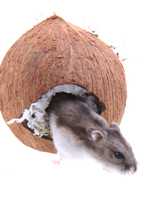 Dzungarian hamster and his coconut house isolated on the white backgroundの写真素材