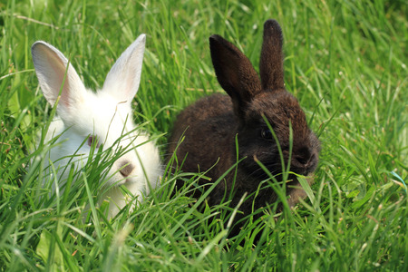 dark and white rabbit in the green spring grassの写真素材
