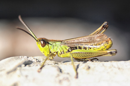very nice green grasshopper in the natureの写真素材