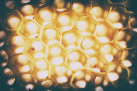 bee wax texture as very nice natural backgroundの写真素材