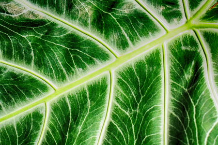 nice leaf texture from the green leaf の写真素材