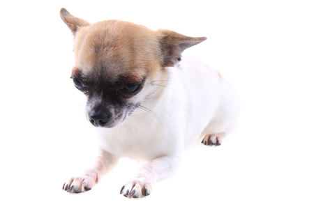 chihuahua is resting on the white backgroundの写真素材