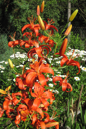 orange lily flowers as very nice spring backgroundの写真素材