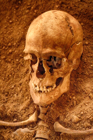 human skull from the national museum in the Pragueのeditorial素材