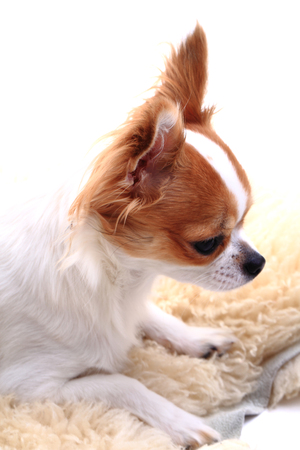 chihuahua is resting on the white backgroundの写真素材