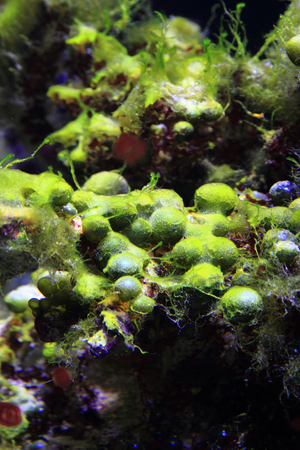 life in salt water as nice sea aquarium background