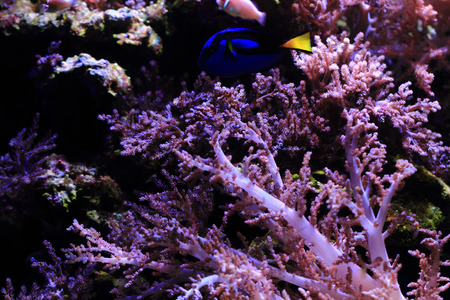 life in salt water as nice sea aquarium background